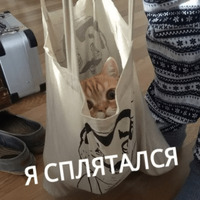Котик Цмок