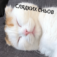Котик Цмок