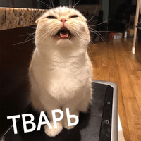 Котик Цмок
