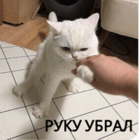 Котик Цмок