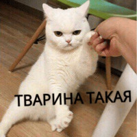 Котик Цмок