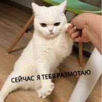 Котик Цмок