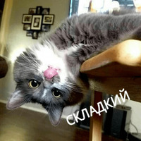 Котик Цмок