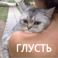 Котик Цмок
