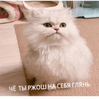 Котик Цмок