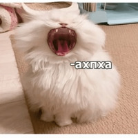 Котик Цмок
