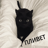 Котик Цмок