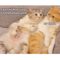 Котик Цмок