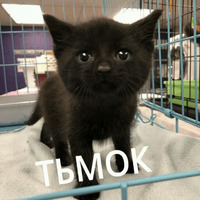 Котик Цмок