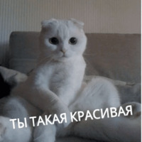 Котик Цмок