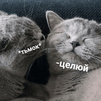 Котик Цмок