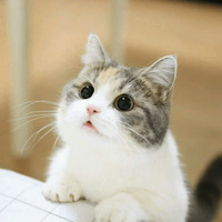 Котик Цмок