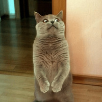 Котик Цмок