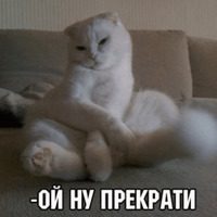 Котик Цмок