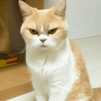 Котик Цмок