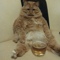 Котик Цмок