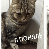 Котик Цмок
