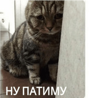 Котик Цмок