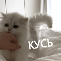 Котик Цмок