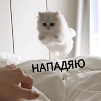 Котик Цмок