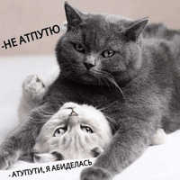 Котик Цмок