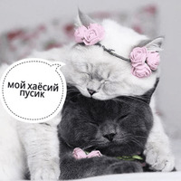 Котик Цмок