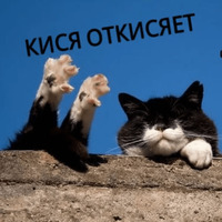 Котик Цмок