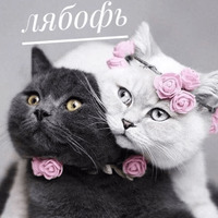 Котик Цмок