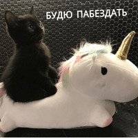 Котик Цмок
