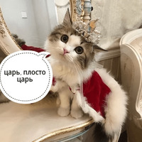 Котик Цмок