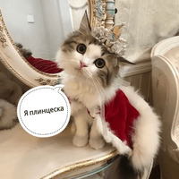 Котик Цмок