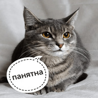 Котик Цмок