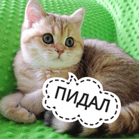Котик Цмок