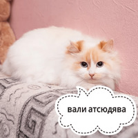 Котик Цмок