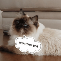 Котик Цмок