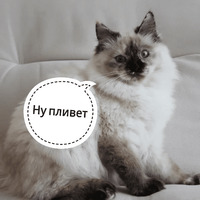 Котик Цмок