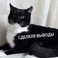 Котик Цмок