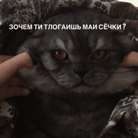 Котик Цмок