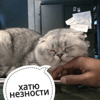 Котик Цмок