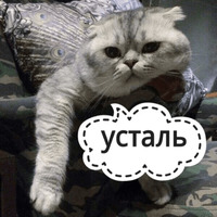 Котик Цмок