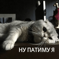 Котик Цмок