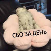 Котик Цмок