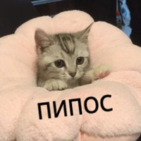 Котик Цмок