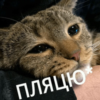 Котик Цмок
