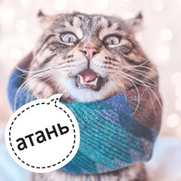 Котик Цмок