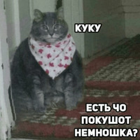 Котик Цмок