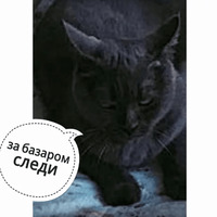 Котик Цмок