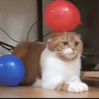 Котик Цмок