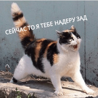 Котик Цмок