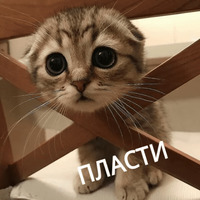 Котик Цмок